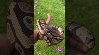 CynthiaRose, the prettiest Classic Super Classic! #ballpython #royalpython #snaketalk #animals