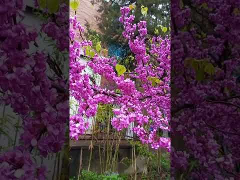 Natural Beauty #flowers #morningvibes