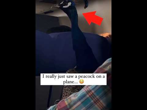 Passengers left STUNNED! She really brought it on board!✈️😱 #funny #shorts #short