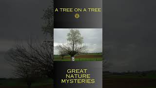 Great Nature Mysteries: A Tree On A Tree #unsolvedmysteries #naturemysteries #trees  #travelvlog
