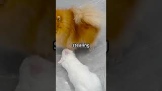 #DogMemes #DogReaction #ChienMarrant #PetitChien #ChienDrôle #ChiensMignons #ChiensDrôles