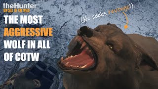 ATTACK - The Most Aggressive Wolf In All Of COTW