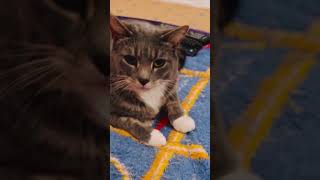 #shortsfeed #trending #cats #catshorts #yt #shorts