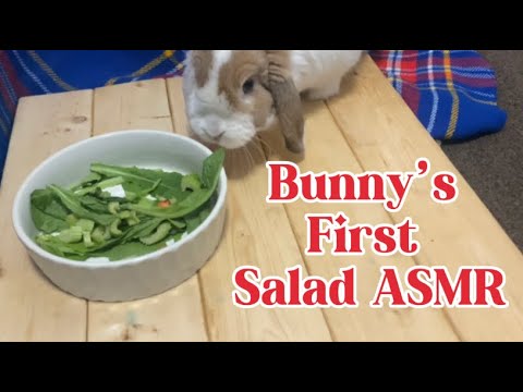 Bunny ASMR & Mukbang : Crunchy Salad Sounds for Ultimate Relaxation 🐰🥗