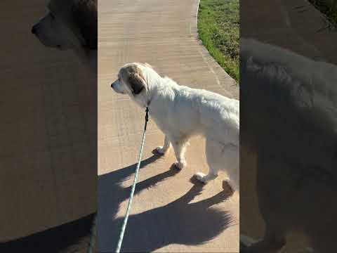 Doggy walk #puppy #funny #pets #doggo #greatpyrenees #dog #dogs #cute #dogshorts 