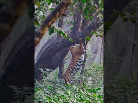 #tiger #pilibhittigerreserve #pilibhit #wildlifephotoghraphy