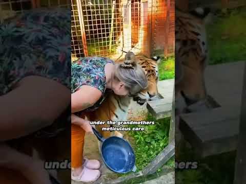 Big fat tigers raised by grandmothers!🥰🥰🥰 #shortvideo #animals #shorts #pet #foryou