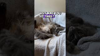 Do your cats have this problem? #catproblems