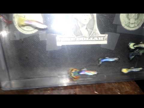 Rainbow of male guppies.