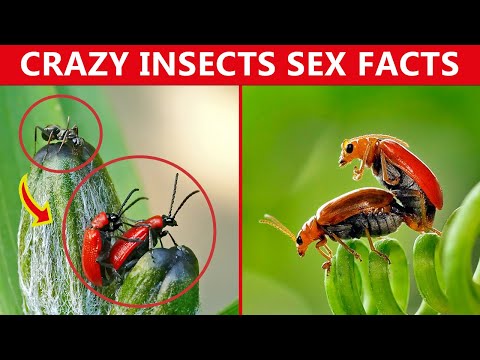 Crazy & Cool Insect Sex Facts