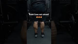 Build cows not calves!! 🔥🔥🔥🔥
