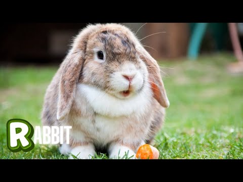 "📚 Learn the Alphabet ✨ Letters & Words with Pictures 🐻🍎 | Fun ABC Song for Kids"