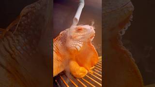 Smoking Tam 🤗🧡 #reptile #iguana #lizard #golden #animalfriend #reptilelover #albino #恐竜