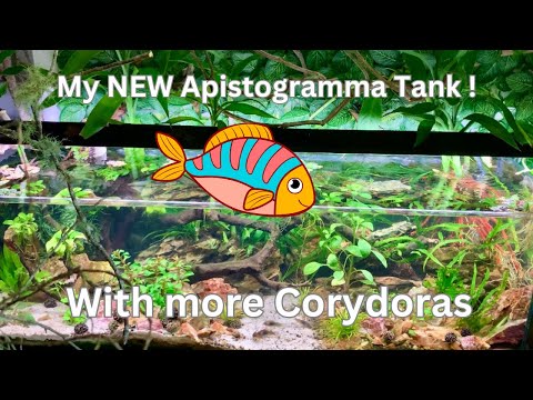 My NEW Apistogramma Tank(s)