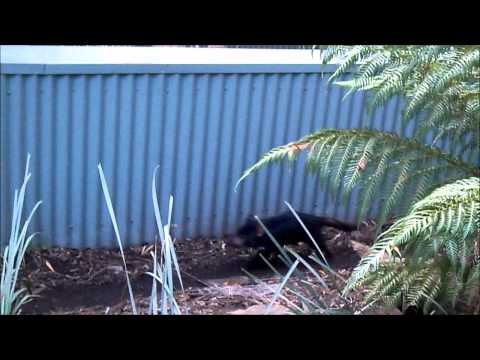 Tasmanian Devil at Bonorong
