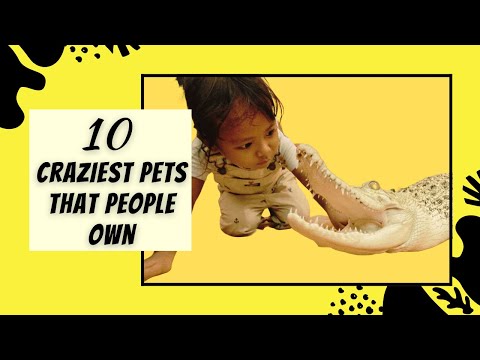 10 Craziest Pets That People Own