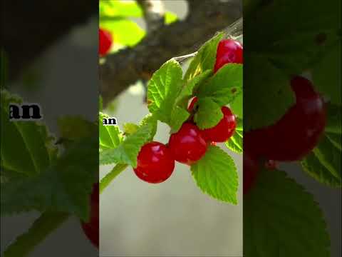 Funny Food Facts 😍 #food #foodfacts #shorts