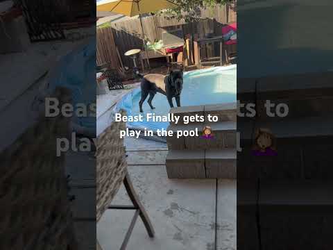 Beast finally gets to play in the pool #canecorso