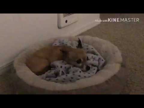 Dog vlog (part 1)