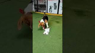 #artist #dog_features #exploremore 🐈‍⬛