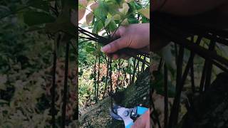 #agritools #farmer life #tonglufeng #agriculture #agritool #youtubeshorts #viral