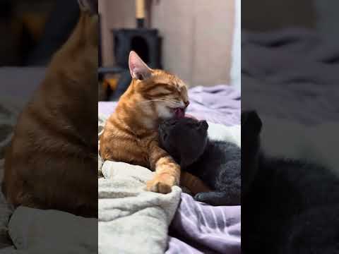 He teaches him not strength, but kindness🥹 #catshorts #cuteanimals #cat #kitten #cutecat #funnypets