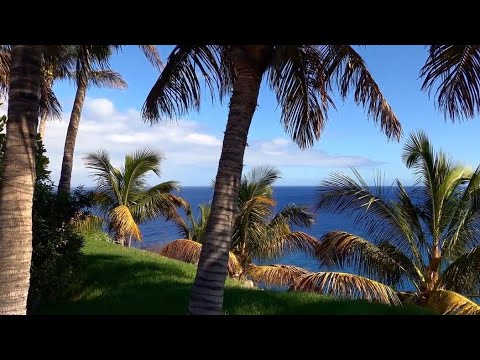 #short Beach tree & ocean # Adventure free Copyright Video & music.