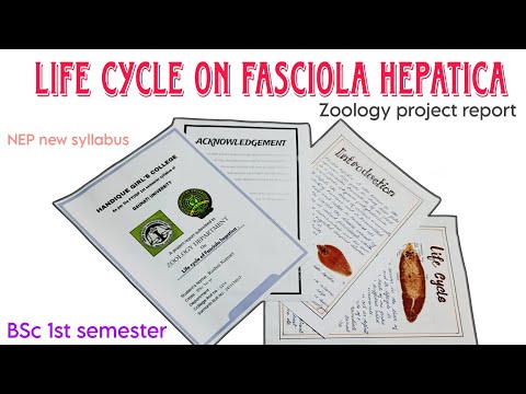 Project on life of fasciola hepatica BSc 1st year zoology/ project of bsc zoology/ 1st sem project
