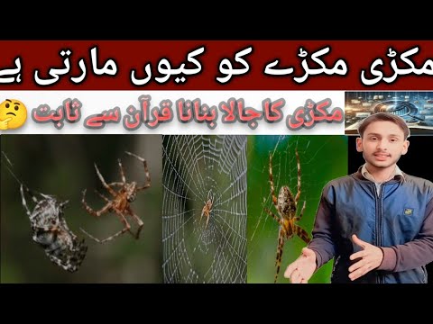 مکڑی کا جالا بنانا قران سے ثابت||Spider web and Quran||Islam and Science by Abdullah