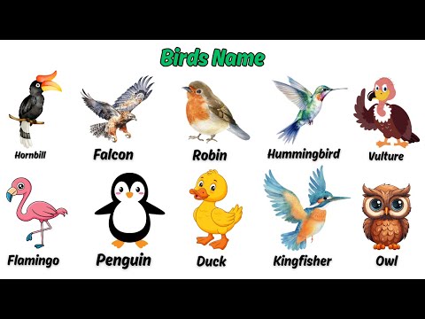 Birds Name in English 🦜 with Pictures for Kids 🐧 | Learn Bird Names 🦢 | JC Learning Kids #kids