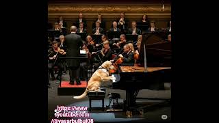 PİANO ÇALAN PATİ DOSTU #orkestra #klasikmüzik #beethoven #mozart #chopin #hayvanlaralemi #dog #piano