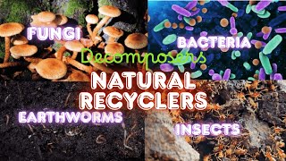 Decomposers – What Do They Eat? | STEM Science