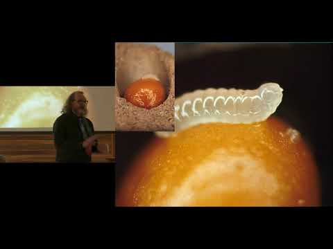 The Wild and Wonderful World of Bees with Dr. Laurence Packer