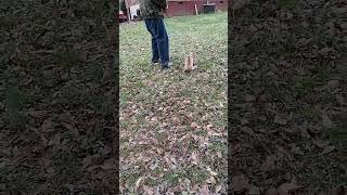 #catvideos #catcontent #fyp #viralfyptiktok