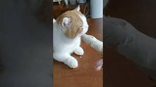 😂 funny cat 🐈 😂😂 #shorts #youtube #cat #cat_of_instagram
