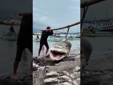 Gigantic Fish Catch 😲🐠🏖️|You Won’t Believe the Size of This Dead Fish They’re Carrying 😱🐟👥|@sati-007
