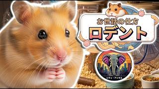 ハムスターの飼育方法とは？ ｜動物ドキュメンタリー