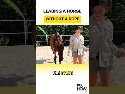 Leading a horse without a rope !