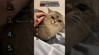 Cutest Cat Reactions Ranked  😻 #shorts
