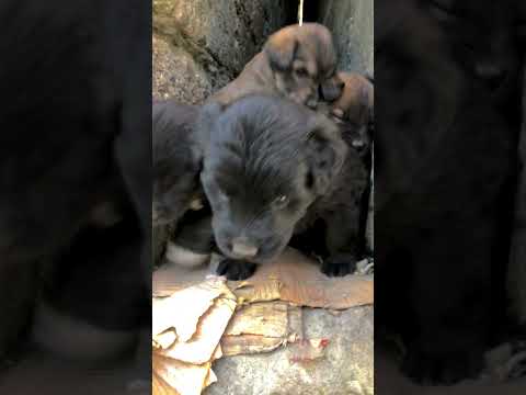 Dogs kid #dogs #shorts