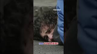 Protesters ARRESTED after explosives thrown outside NYC mayor's home #shorts #us #mamdani #nyc #news
