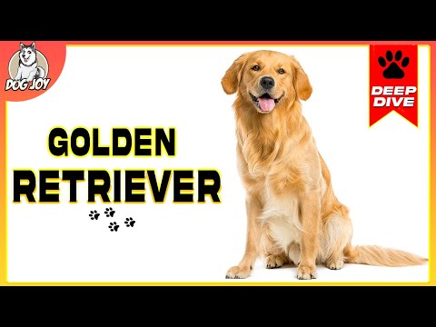 Discover the Golden Retriever: A Comprehensive Guide to the Breed