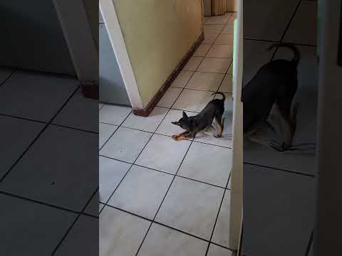 Playing soccer with my pebble! #love #music #doglife #happydoggie #playful #pebble