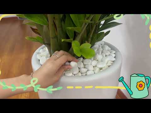 Come Clean My Plants with Me – A Mini Green Refresh