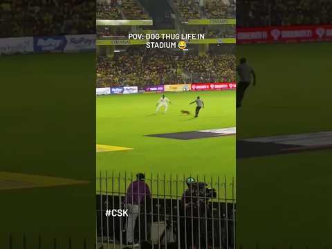 Dog Thug Life in Stadium 😂 #cskvslsg #ipl2023 #shorts