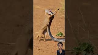 Mongoose Attacks Snake in Brutal Battle! #wildlife