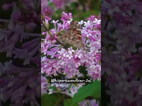 "Peaceful Instrumental Music for Tranquility and Rest" | #relaxingsounds #sleepsounds #nature