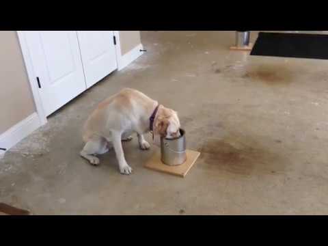 Corvus Canine: Bed Bug Dog  "Allie" Cans