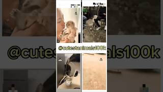 cute animals funny video trending shorts🥰 #funnycomedyshort#cuteanimalsfunnyvideos#funnycomedys
