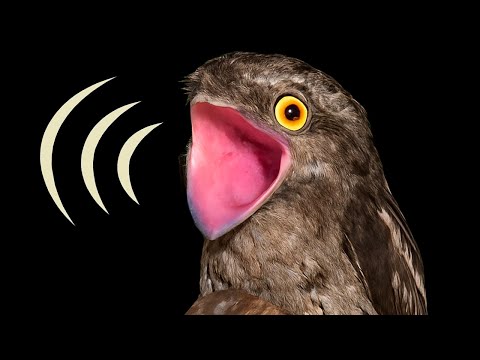 WILD ANIMAL and NATURE DOCUMENTARY